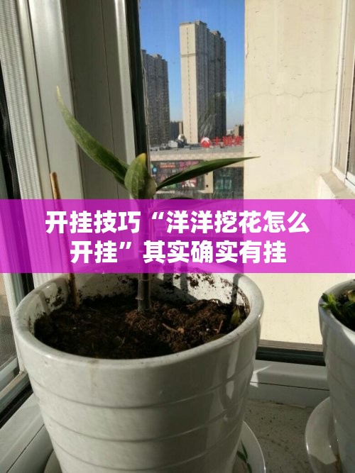 开挂技巧“洋洋挖花怎么开挂”其实确实有挂